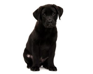 Zwarte labrador pup