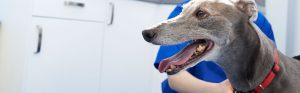 Greyhound bij de dierenarts in de spreekkamer
